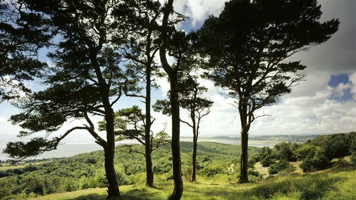 Group of large trees on the top of a hill, which looks out over an estuary.